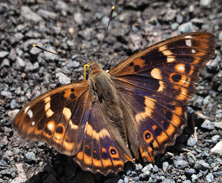 Kleiner Schillerfalter, Apatura ilia